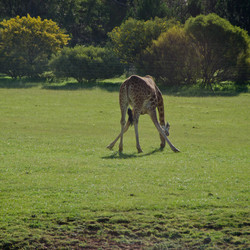 CKG 5256 processed