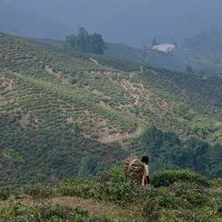 India (11 of 51)