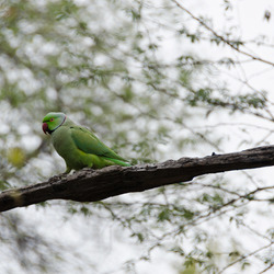 India (46 of 51)